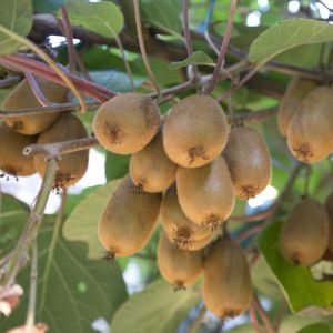 moja08842 (1)(voor Hayward vrowelijk)