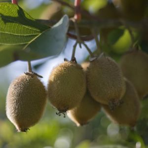 sepa02420(voor Act.d. Solissimo zelvbestuivend)