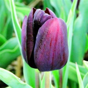 Tulip single late Eduard Pelger 10/11 cm