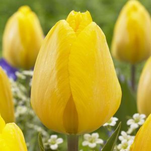 Tulip Yellow Flair