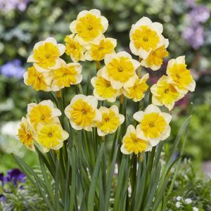 Narcissi Life is Good