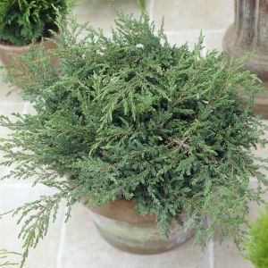 Juniperus Communis Repanda (Jeneverbes)