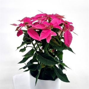 Euphorbia princetta Pink12 cm pot