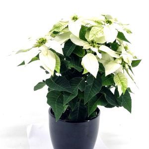 Euphorbia princetta White 12 cm pot