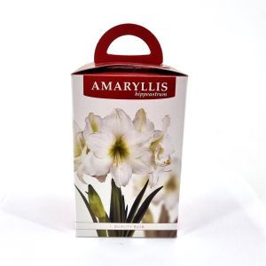 Amaryllis White Gift Box