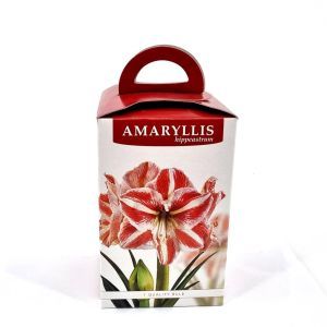Amaryllis Gestreept Gift Box