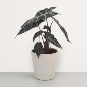 Alocasia Polly 12 cm