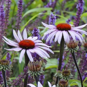 Echinacea purpurea Magnus