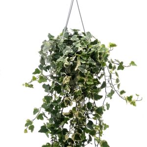 Hedera White Wonder
