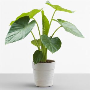 Alocasia macrorrhizos