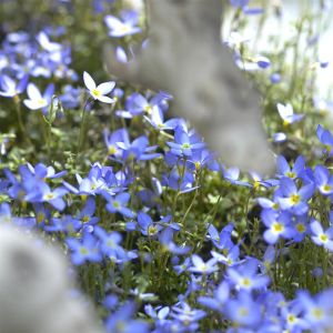 Isotoma Blue Star
