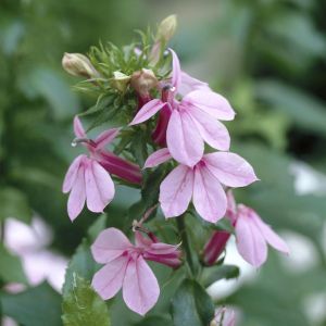 Lobelia fan Rose