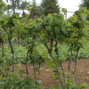 Corylus avellana
