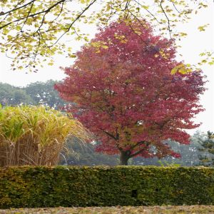 Liquidambar styraciflua v4