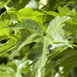 Morus Alba