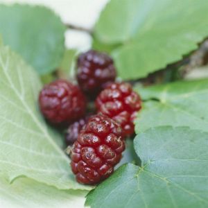 Morus Nigra