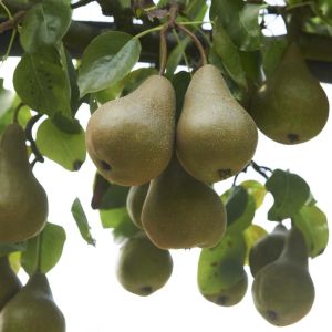 Pyrus communis