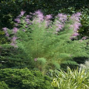 Tamarix ramosissima