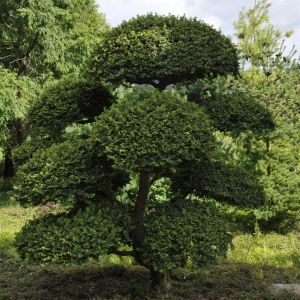 Ulmus minor