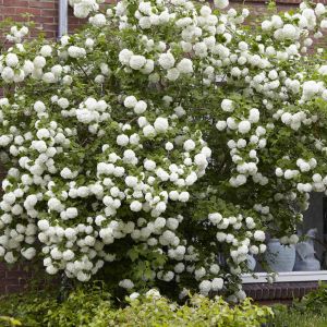 Viburnum Opulus v2