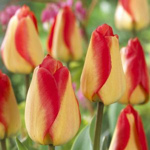 Tweekleurige tulp American Dream