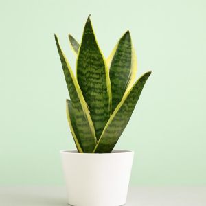 Sansevieria Futura Superb  Studio