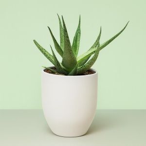 anthurium plant Buy Anthurium Warocqueanum Dark Form ~ Rare Houseplant – AroidHouse main image 1