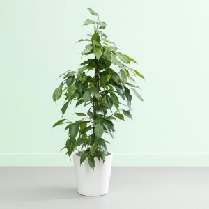 Ficus Benjamina Exotica Studio