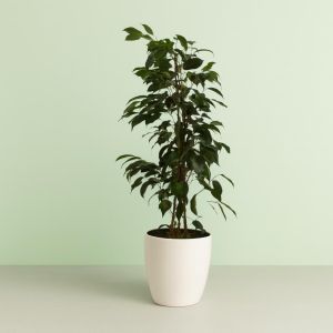 Ficus Danielle 17 cm Studio