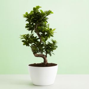 Ficus Ginseng Studio
