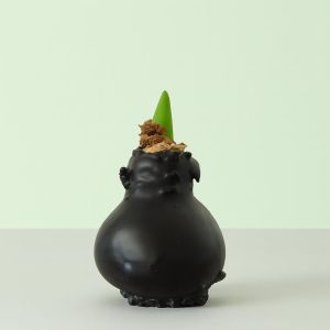 Amaryllis wax zwart Studio