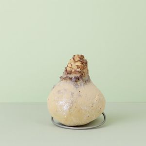 Amaryllis glitter Wit Studio