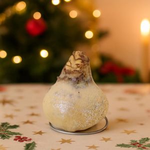 Amaryllis glitter Wit Studio Studio