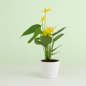 Anthurium Vanille Studio Studio