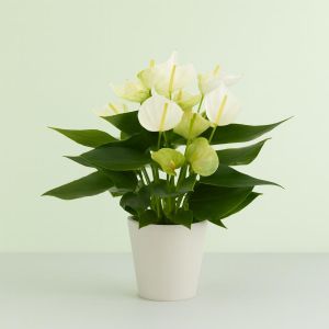 Anthurium wit Studio