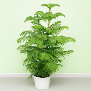 Araucaria heterophylla Studio