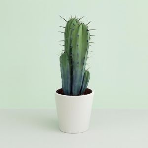 Myrtillocactus geometrizans groep 17cm Studio