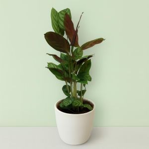 Calathea Freddie Studio