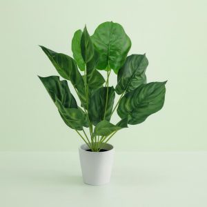 Calathea Orbifolia kunstplant Studio