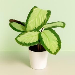 Calathea Tanja Studio