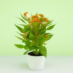 Celosia Orange Studio