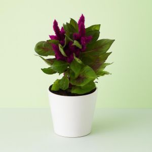 Celosia Paars Studio