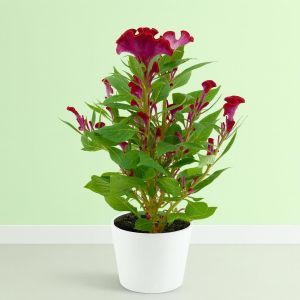Celosia Red   Studio