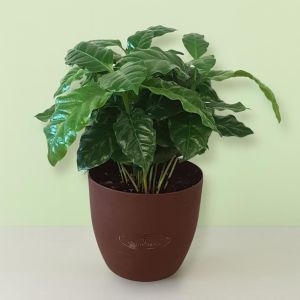 Coffea Arabica geurpot .jpg Studio