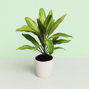 Cordyline fruticosa 'Kiwi' Studio