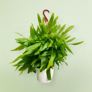 Epiphyllum Pumilum Milu 21 cm pot Studio