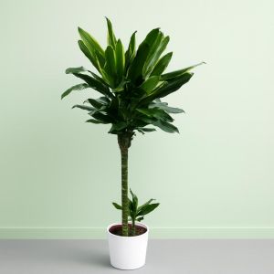 Dracaena fragrans Golden Coast 24 cm pot Studio