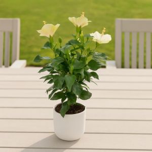 Hibiscus sinensis White Studio