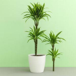 Dracaena Lemon Lime Studio