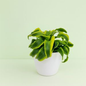 Dracaena little lime twisted Studio